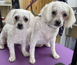 Pokey and Barkey after grooming